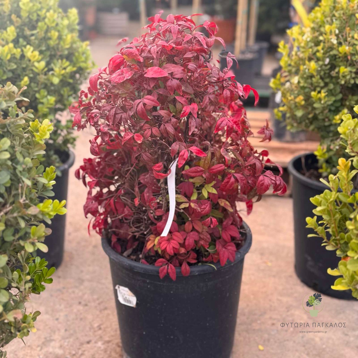 ΝΑΝΤΙΝΙΑ – Nandina domestica - 3
